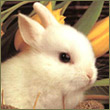 Blood_Rabbit
